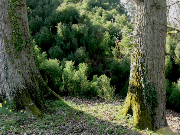 Bois des Moutiers (134) mars 2012
